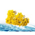 Helichrysum Italian Floral Water 